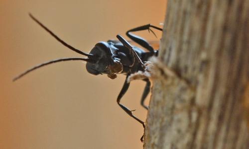 Auplopus sp.